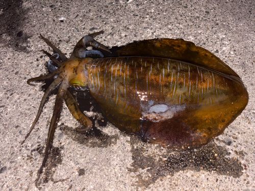 アオリイカの釣果