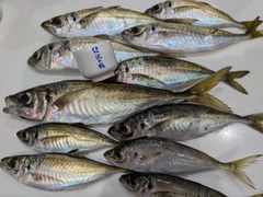 アジの釣果