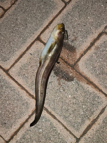 ゴンズイの釣果
