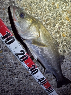 フッコ（マルスズキ）の釣果