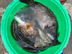 チヌの釣果