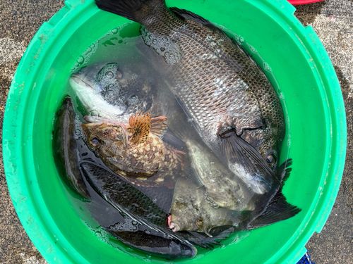 チヌの釣果