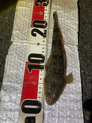 マゴチの釣果