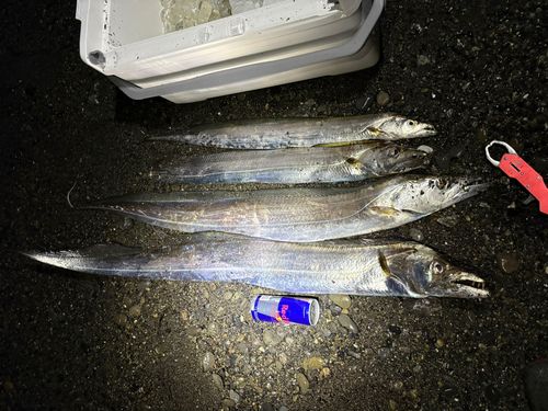 タチウオの釣果