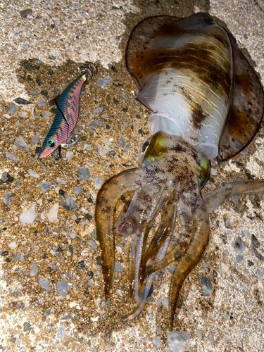 アオリイカの釣果