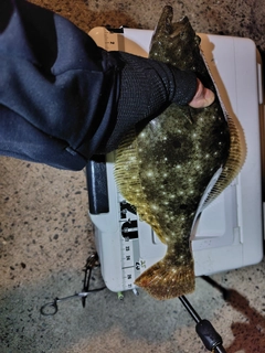 ヒラメの釣果