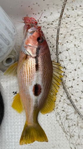 ヨコスジフエダイの釣果