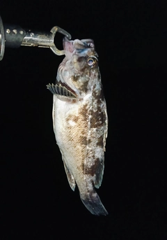 クロソイの釣果