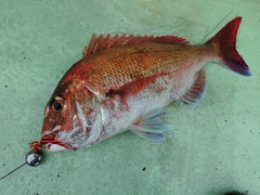 マダイの釣果