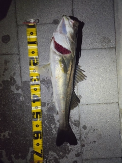 シーバスの釣果
