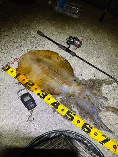 アオリイカの釣果