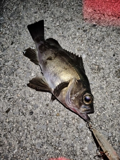 アカメバルの釣果