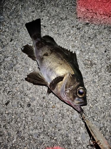 アカメバルの釣果