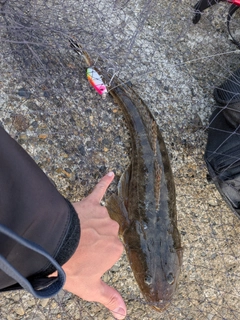 マゴチの釣果
