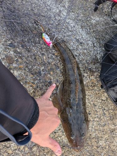 マゴチの釣果