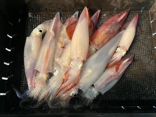 ケンサキイカの釣果