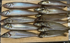 シロギスの釣果