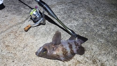 シロメバルの釣果