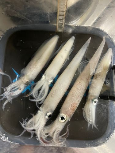 ヤリイカの釣果