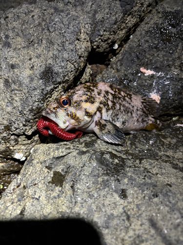 ムラソイの釣果