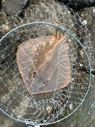 アカエイの釣果