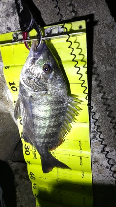 クロダイの釣果