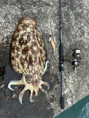 イカの釣果