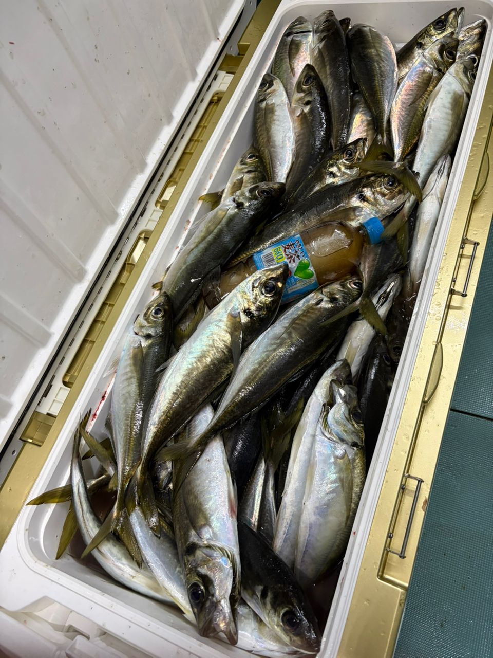 DAIWA 19ネライ X MH-240の最安値・インプレ・釣果 | 本音の口コミが