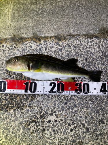 フグの釣果