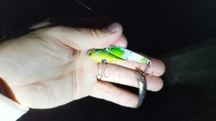 ハゼの釣果
