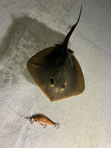 エイの釣果