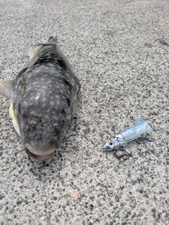 フグの釣果