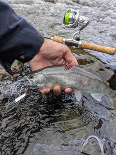 ヤマメの釣果