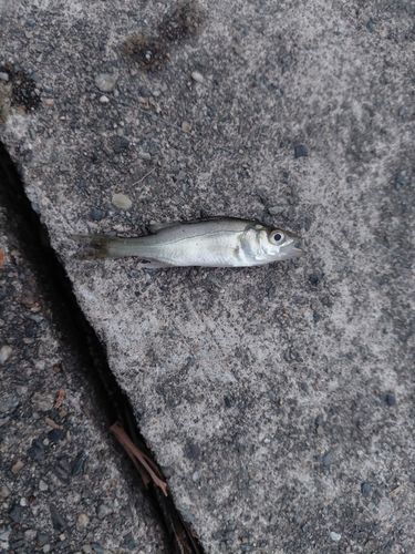セイゴ（マルスズキ）の釣果
