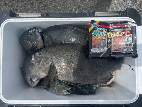 グレの釣果