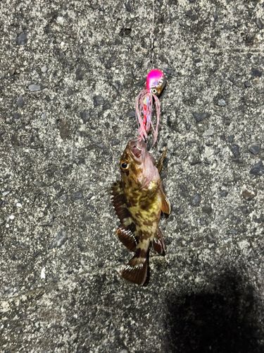 カサゴの釣果