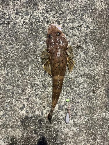 マゴチの釣果