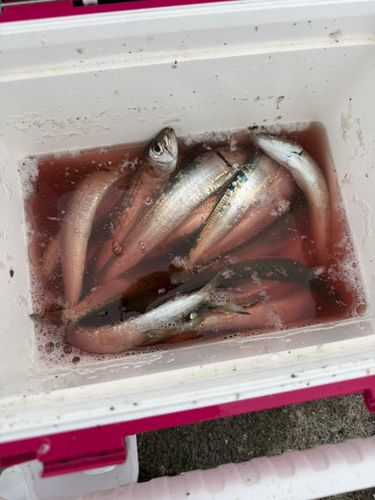 イワシの釣果