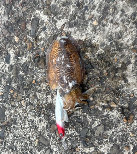 コウイカの釣果