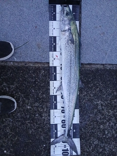 サワラの釣果