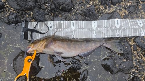 アイナメの釣果
