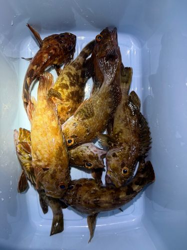 カサゴの釣果