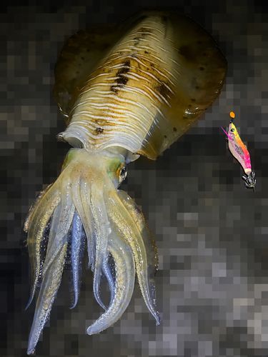 アオリイカの釣果