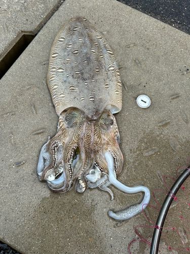 コウイカの釣果
