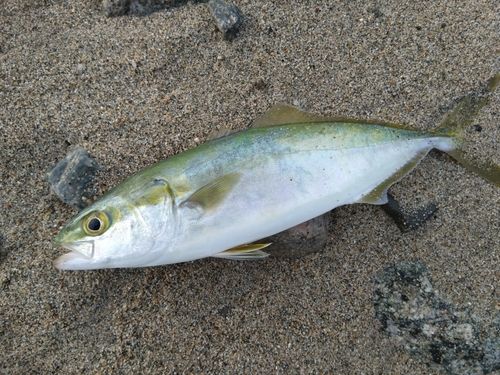 ツバイソの釣果