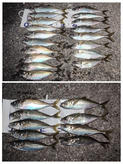 アジの釣果
