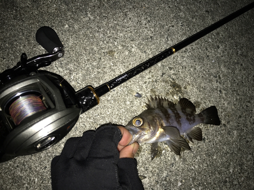 クロメバルの釣果