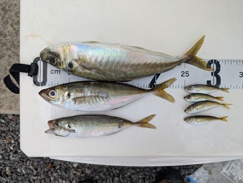 アジの釣果