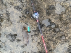 アイナメの釣果