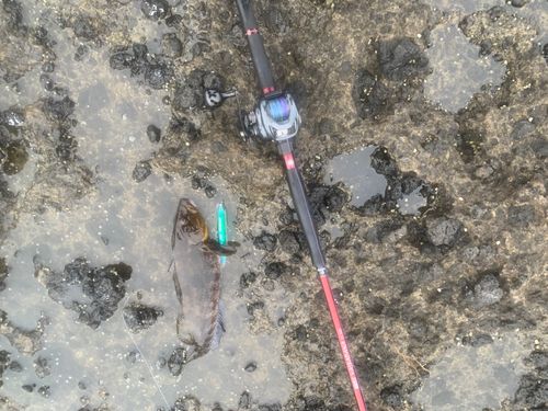 アイナメの釣果